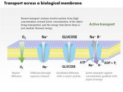 0914 transport across a biological membrane medical images for powerpoint