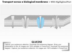 0914 transport across a biological membrane medical images for powerpoint