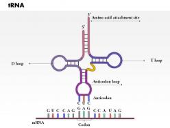 0914 trna medical images for powerpoint