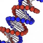 1114 colored dna structure for genetically study stock photo