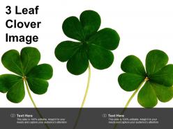 3 leaf clover image