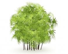 3d graphic of indoor green plant stock photo