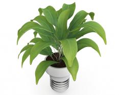 3d plant on white background stock photo