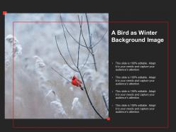 A bird as winter background image