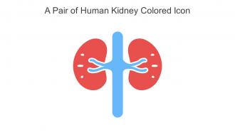 A Pair Of Human Kidney Colored Icon In Powerpoint Pptx Png And Editable Eps Format