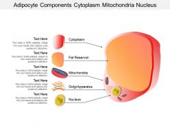 Adipocyte components cytoplasm mitochondria nucleus