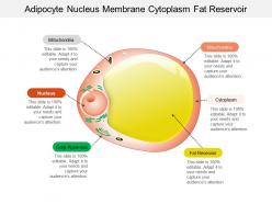 Adipocyte nucleus membrane cytoplasm fat reservoir