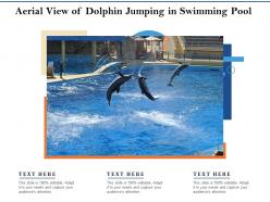 Aerial view of dolphin jumping in swimming pool