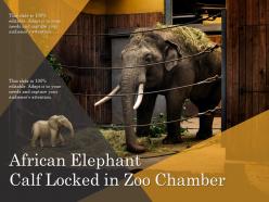 African elephant calf locked in zoo chamber