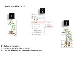 Ag plant with root with text boxes powerpoint template