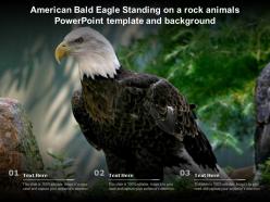 American bald eagle standing on a rock animals powerpoint template and background