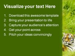 Amur tiger animals powerpoint templates and powerpoint backgrounds 0111