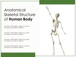 Anatomical Skeletal Structure Of Human Body