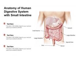 Anatomy of human digestive system with small intestine