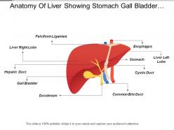 Anatomy of liver showing stomach gall bladder light right lobe