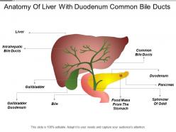Anatomy of liver with duodenum common bile ducts