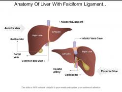 Anatomy of liver with falciform ligament interior vena cava