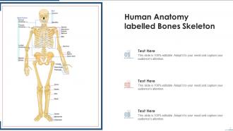Anatomy Powerpoint Ppt Template Bundles