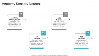 Anatomy Sensory Neuron In Powerpoint And Google Slides Cpb