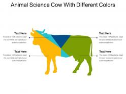 Animal science cow with different colors
