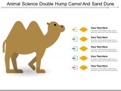 Animal science double hump camel and sand dune