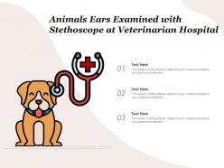 Animals ears examined with stethoscope at veterinarian hospital