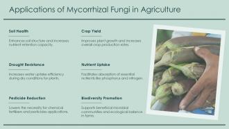 Applications Of Mycorrhizal Fungi In Agriculture PPT Example ACP Applications Of Mycorrhizal Fungi In Agriculture PPT Example ACP