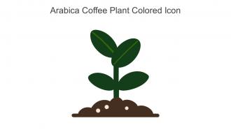 Arabica Coffee Plant Colored Icon In Powerpoint Pptx Png And Editable Eps Format