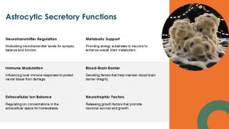 Astrocyte Cells PPT Example ACP Editable Unique