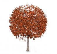 Autumn tree with brown color leaves stock photo