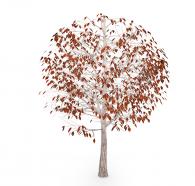 Autumn tree with few brown color leaves stock photo