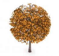 Autumn tree with golden color leaves stock photo