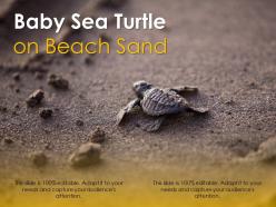 Baby sea turtle on beach sand