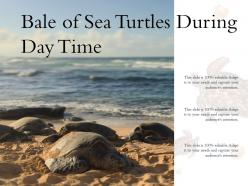 Bale of sea turtles during day time