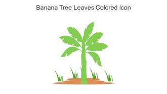 Banana Tree Leaves Colored Icon In Powerpoint Pptx Png And Editable Eps Format