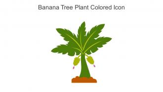 Banana Tree Plant Colored Icon In Powerpoint Pptx Png And Editable Eps Format