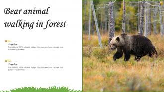 Bear Animal Walking In Forest