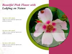 Beautiful Pink Flower With Ladybug On Nature