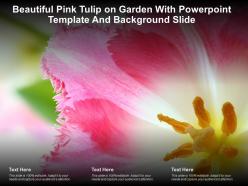 Beautiful pink tulip on garden with powerpoint template and background slide