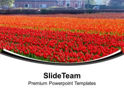 Beautiful tulips garden decoration powerpoint templates ppt themes and graphics 0313