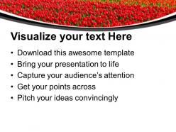 Beautiful tulips garden decoration powerpoint templates ppt themes and graphics 0313