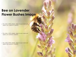 Bee on lavender flower bushes image