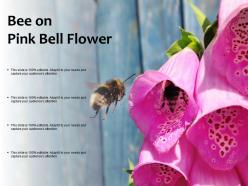 Bee on pink bell flower