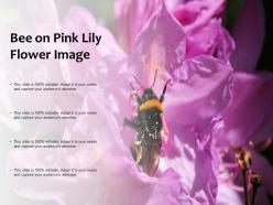Bee On Pink Lily Flower Image