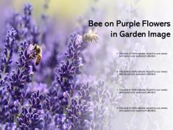 Bee on purple flowers in garden image