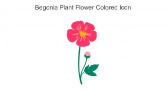 Begonia Plant Flower Colored Icon In Powerpoint Pptx Png And Editable Eps Format