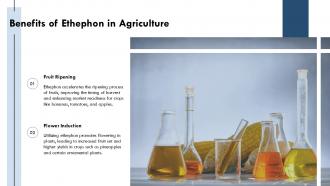 Benefits Of Ethephon In Agriculture PPT Slides ST AI SS Benefits Of Ethephon In Agriculture PPT Slides ST AI SS
