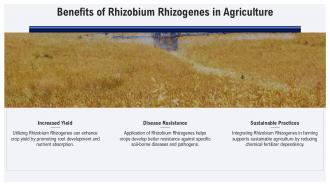 Benefits Of Rhizobium Rhizogenes In Agriculture PPT Sample ST AI SS Benefits Of Rhizobium Rhizogenes In Agriculture PPT Sample ST AI SS