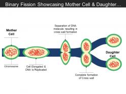 Binary fission showcasing mother cell and daughter cells