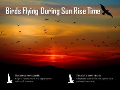 Birds flying during sun rise time